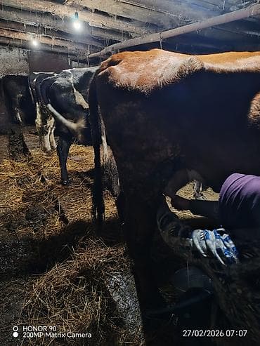 sarı dana: Dişi, Simental, il: 3, 900 kq, Südlük, Rayonlara çatdırılma — 9