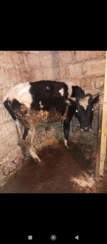 balaca dana: Erkək danalar 
satılır istəyən əlaqə saxlasın — 4