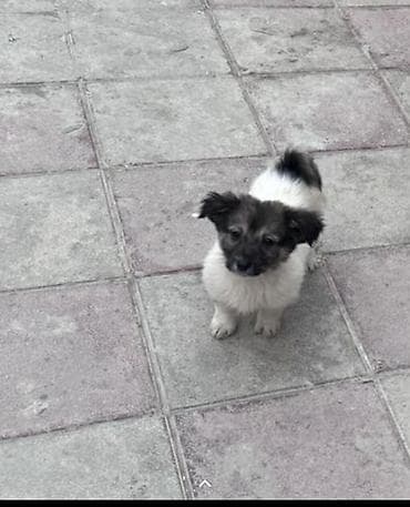 Zvonok, 3 ay, Dişi, Ünvandan götürmə lalafo.az -da Zvonok, 3 ay, Dişi, Ünvandan götürmə