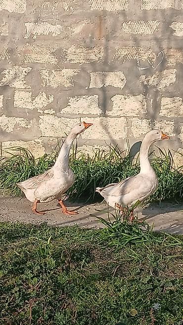ucuz qazlar: Ağ qaz cütlüyü - Növ: Ağ ev qazı (apelsin rəngli gaga və pəncələr) - — 7