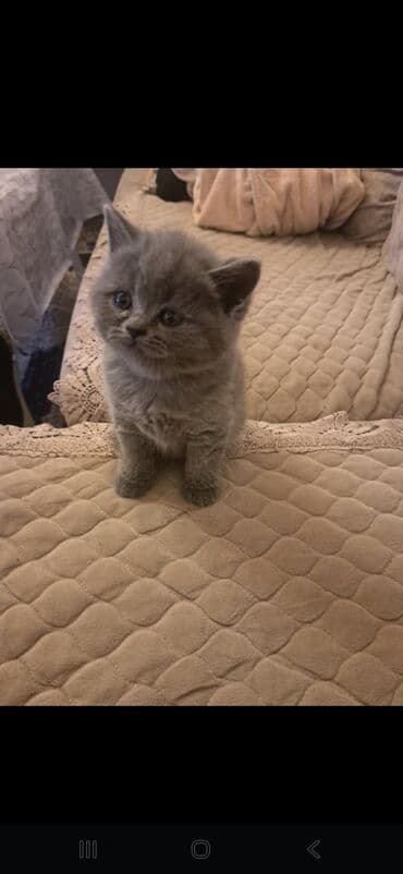 balaca pişiklər: Erkək — 3