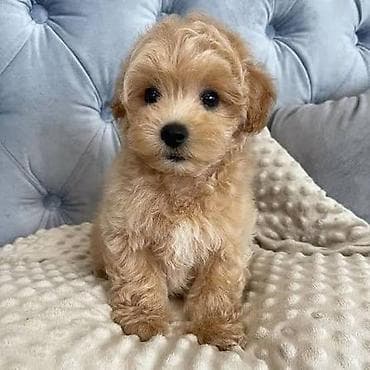 İtlər: Malta bolonka, 2 ay, Erkek — 3