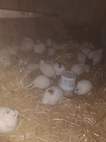 bıldırcın: Ağ bildirçin sürüsü - Növ: Evdə yetişdirilmiş ağ bildirçin - Say — 5