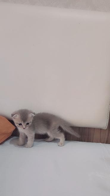 pisik sahiblenmek: Yaxşı əllərə — 5