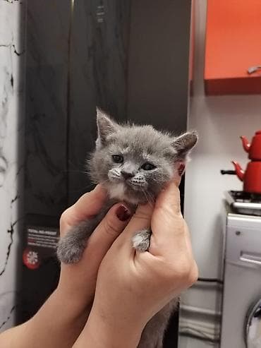 ev heyvan: Yaxşı əllərə — 3