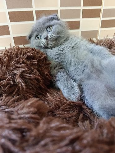 Şotland yastı qulaq