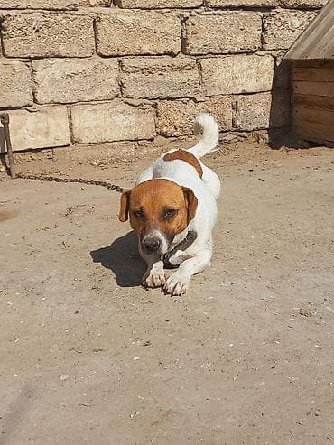 Cek rassel teryer, 2 il, Dişi, Peyvəndli — 8