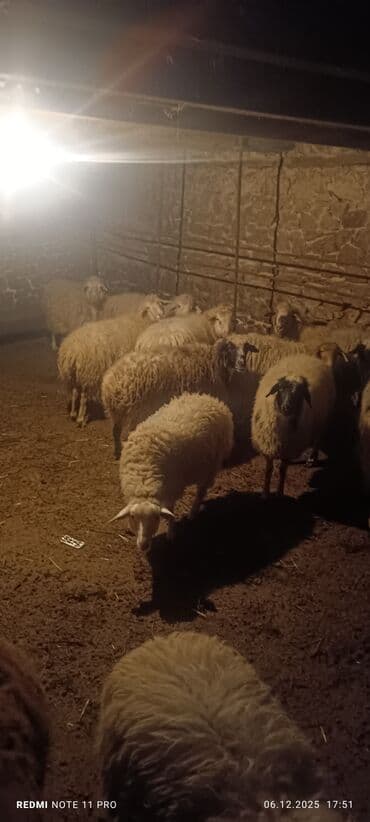 Аквариумы: Qoyun sürüsü – ətlik və damazlıq üçün - Növ: yerli qarışıq cinslər — 4