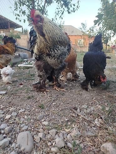 yerli qaz balasi: Brahma tam sağlam akdiv heyvadı damazlğa yararlı — 4