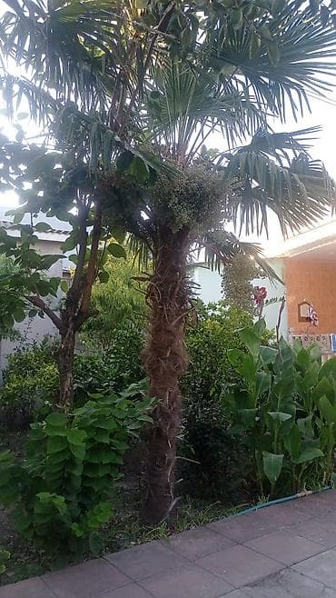 Satılır: dekorativ palma ağacları (Trachycarpus türü) 12 illik palma