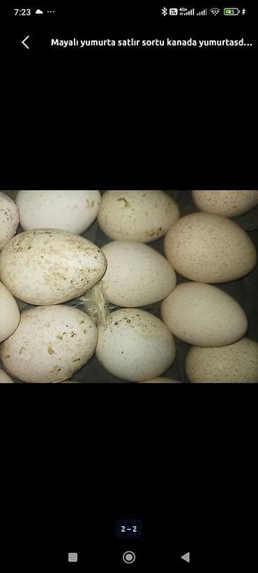 gilezi yumurta: Hinduşka yumurtası hind quşu Mayalı hinduşka yumurtası Bilgəh - — 1