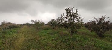 xacmaz torpag: 93 sot, Kənd təsərrüfatı — 6