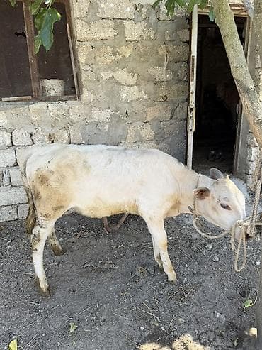 Heyvanlar: Dana, buzov, Dişi, ay: 3, Ətlik, Ünvandan götürmə — 3