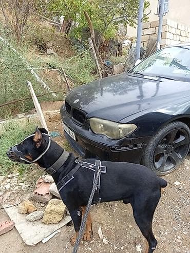 haski itləri: Doberman, 1 il, Erkek, Ünvandan götürmə — 5