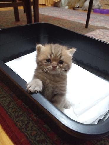 Şotland uzun tüklü, Erkək, Yaxşı əllərə, Ödənişli çatdırılma