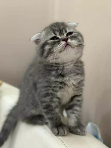 Britan yastı qulaq, Erkək, Dişi, Ünvandan götürmə, Ödənişli çatdırılma