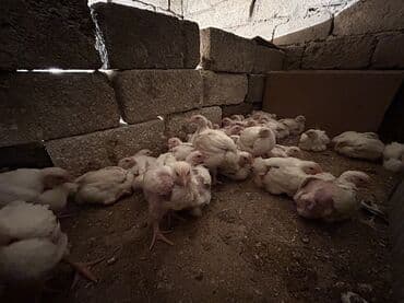 yeni doğulmuş pişik balası: Toyuq cücələri, Ətlik, Ünvandan götürmə — 2