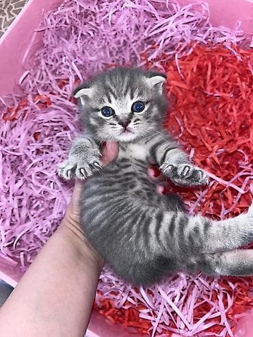 Balıqlar: Şotland yastı qulaq — 1