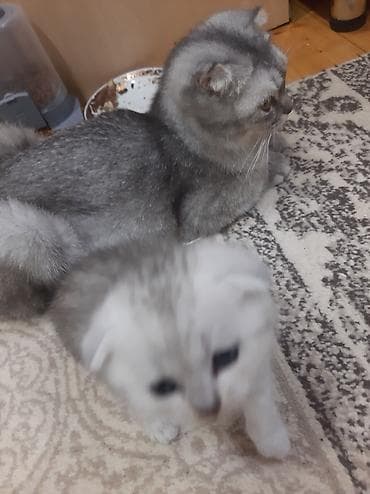 sfinks pişik: Şotland yastı qulaq, Yaxşı əllərə — 2