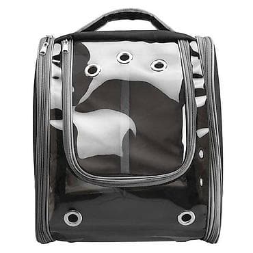 Pişiklər: Benqal, Erkək, Pulsuz çatdırılma — 5