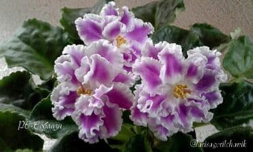 bənövşəyi gül şəkilləri: 5,6 m starter — 16