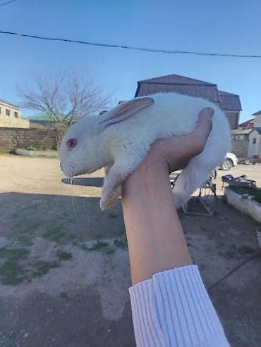 velikan dovsan: 2 eded kalifornia 1 eded sade hamisi bir yerda almaq isdesez 40 manat — 2