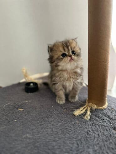 pişiklərin satışı: Şotland yastı qulaq, Erkək, Dişi — 3