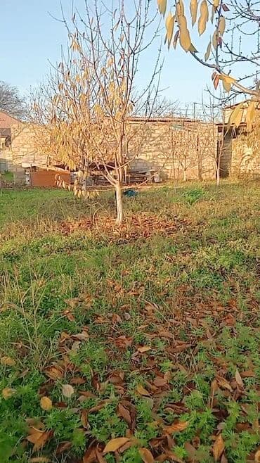 qobuda torpaq satilir 2020: 6 sot, Kənd təsərrüfatı, Makler, Kupça (Çıxarış) — 10