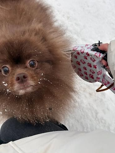 itlerin sekisi: Şpitz, 3 il, Erkek, Peyvəndli, Ünvandan götürmə — 3