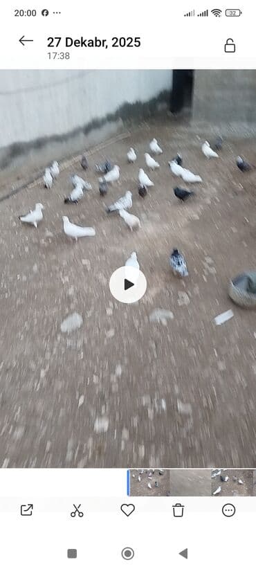 Volkswagen: Ev göyərçinləri – müxtəlif növlər və rənglər Tərgidlmə.Saglam və gozdu — 1