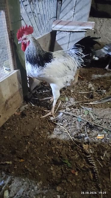 heyratı o şamo: Alti ayliq saglam xoruzdar diri çekileri iki klo yarim — 1