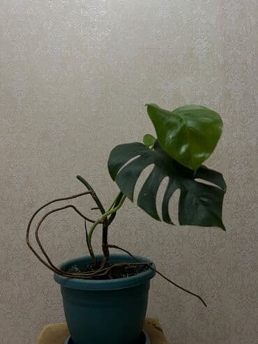 monstera bitkisi: Monstera 15 AZN
10 AZN-ə də var, 2 yarpaqları var — 2