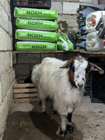 balasına sud verməyən qoyun necə adlanır: Çəpişdər satılır 2 denedi — 1