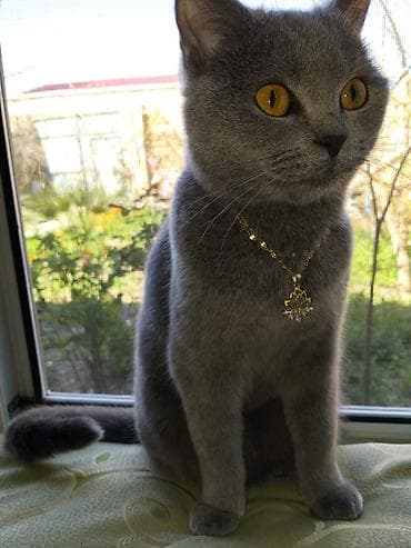 mavi rus pişiyi: Britan, Dişi — 2