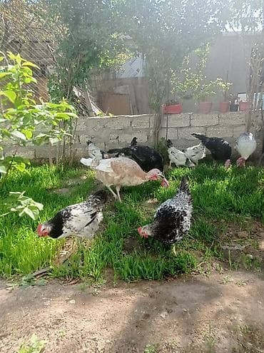cex quşlar: Salam.hünduwqalar satılı.bine atclıq qesebesindedi heyvanlar.erkekler — 5