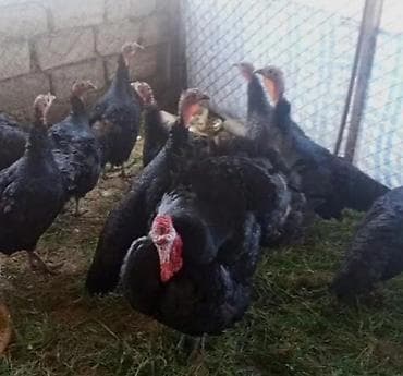 kend çolpaları: Dişi, Amerika, Damazlıq, Ünvandan götürmə, Pulsuz çatdırılma, Ödənişli çatdırılma — 2
