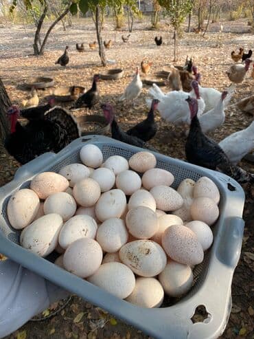 Mayalı Hinduşka Yumurtası 51 Ədəd Var