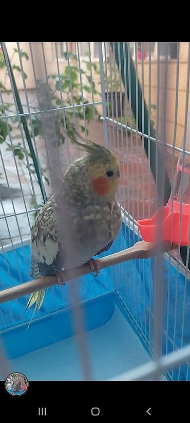 dekorativ quş: Nymph parakit (Cockatiel) – sarı gri ləkəli rəng, yanaqlarda portağal — 1