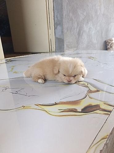 it satisi afcarka: Pekines, 1 ay, Erkək, Ünvandan götürmə — 7