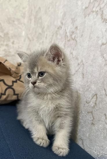 en ucuz itler: Şinşilla, Erkək, Dişi, Yaxşı əllərə, Ödənişli çatdırılma — 1