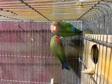 papuqay sesi: Al apar 1 aya bala al!!! Nerazlucnikler cutduler! Unvan Sumqayit — 3