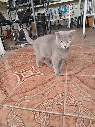 balaca it adlari: Britan, Dişi — 1