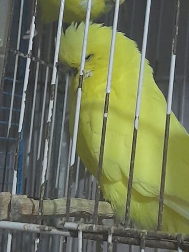 tovuz quşu: Sari cexler cut alana 50 tek tek 30 manat unvan kewle barter erkek — 1