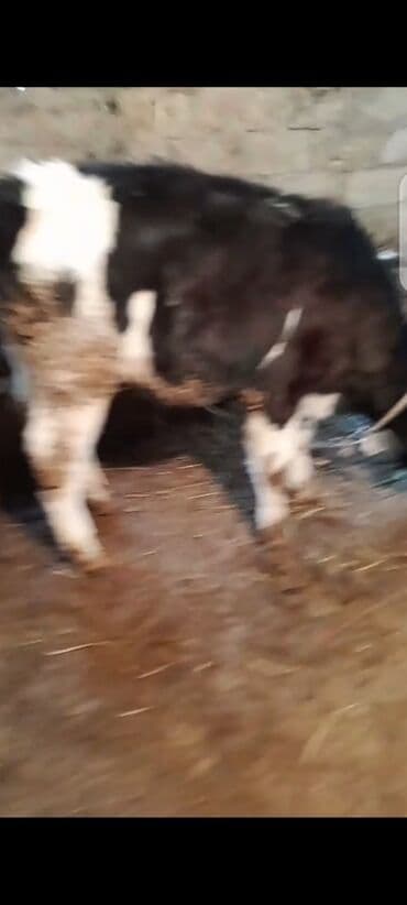 yerli cins inekler: 6 ayliq ivanofka ineyin balasi 1 yasli disi keci 1 qoca qoyun Hamisi — 2