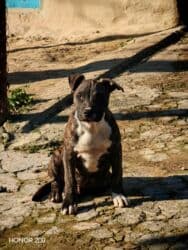 İtlər: Pitbul, 3 ay, Erkek, Peyvəndli, Ünvandan götürmə — 3