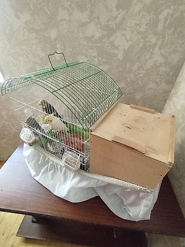toy quşu: Tutu quşu 3 ədəd 2 ərkəy 1 dişi 2 ədəd yumurtası var vitamin dərmanı — 1