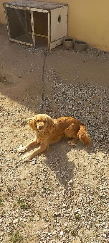 ov itlərinin satışı: Koker spaniyel, Dişi, Peyvəndli, Ünvandan götürmə — 6