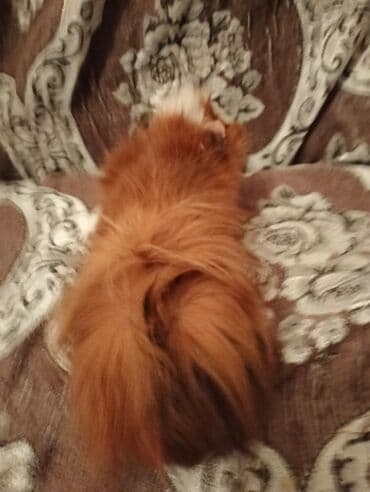 hamster: Svinka Hamster Xamyak — 2