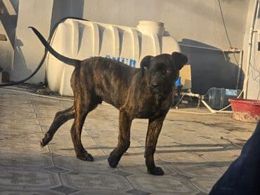 cane corso satisi: Kane-Korso, 3 ay — 3