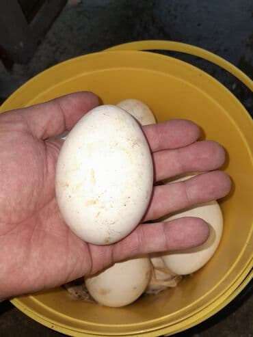 qaz yumurtaları: Mayalı qaz yumurtası 15 ədəddir bugün gətirmişəm rayonnan real — 2